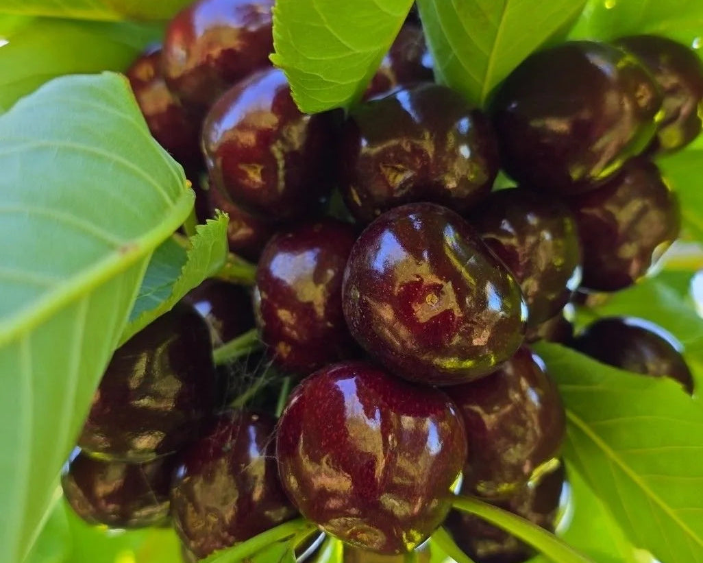 Cherries from Central Otago — Hahana Premium NZ Fruit