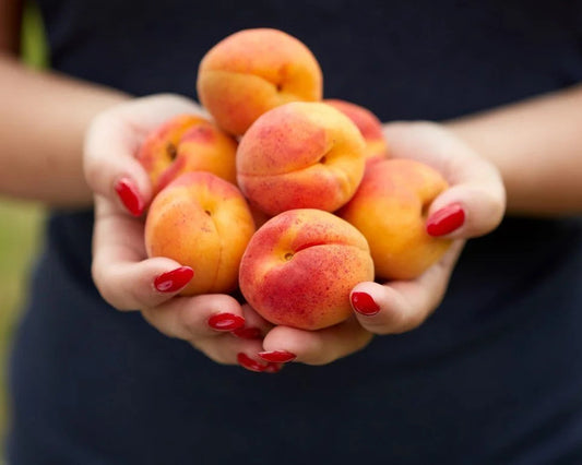 Hahana Apricots for local collection - ready from middle of January